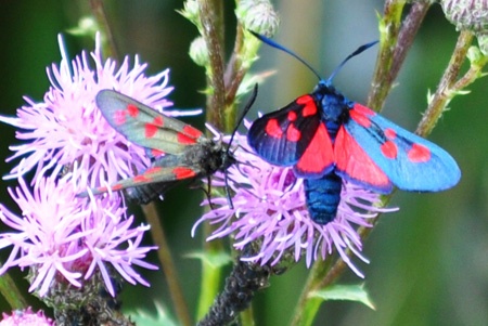 dsc_0061_450 dsc_0061_450